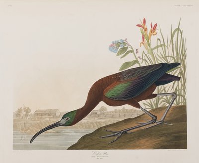 Ilustracja z „Birds of America” autorstwa John James Audubon