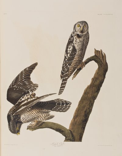 Ilustracja z „Birds of America” autorstwa John James Audubon