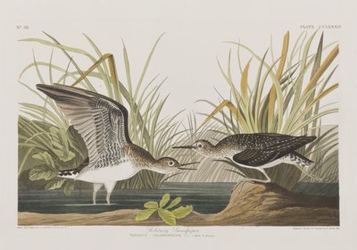 Ilustracja z „Birds of America” autorstwa John James Audubon