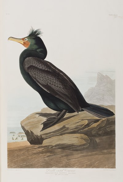 Ilustracja z „Birds of America” autorstwa John James Audubon