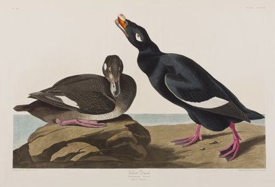 Ilustracja z "Ptaków Ameryki autorstwa John James Audubon