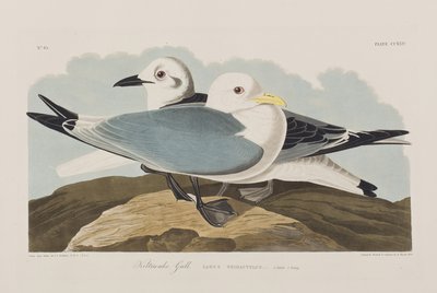 Ilustracja z „Birds of America” autorstwa John James Audubon
