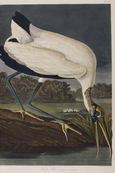 Ilustracja z „Birds of America” autorstwa John James Audubon