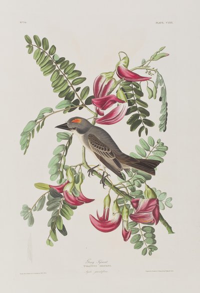 Ilustracja z „Birds of America” autorstwa John James Audubon