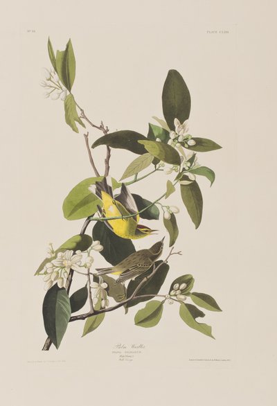 Ilustracja z „Birds of America” autorstwa John James Audubon