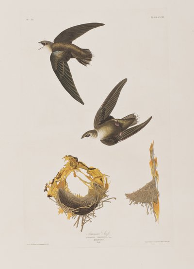 Ilustracja z „Birds of America” autorstwa John James Audubon