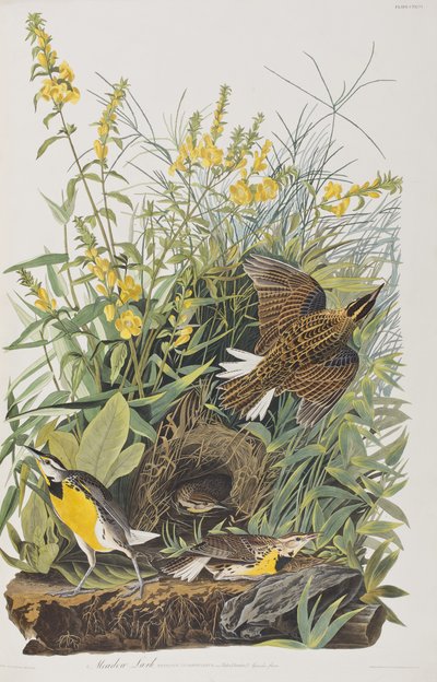 Ilustracja z „Birds of America” autorstwa John James Audubon
