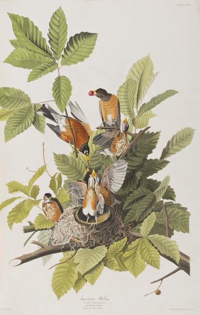 Ilustracja z „Birds of America” autorstwa John James Audubon