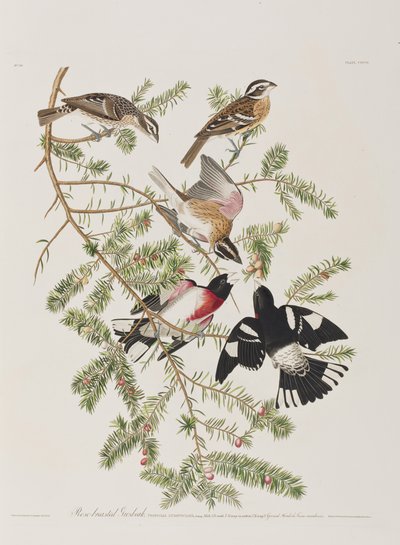 Ilustracja z „Birds of America” autorstwa John James Audubon