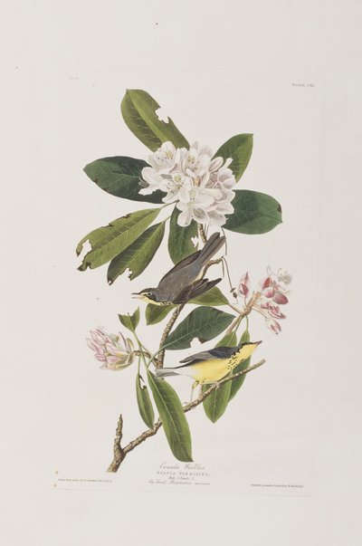 Ilustracja z "Ptaków Ameryki autorstwa John James Audubon