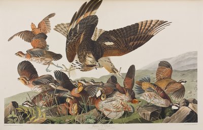 Ilustracja z „Birds of America” autorstwa John James Audubon