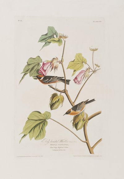 Ilustracja z „Birds of America” autorstwa John James Audubon