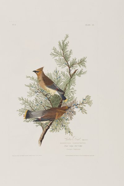 Ilustracja z „Birds of America” autorstwa John James Audubon