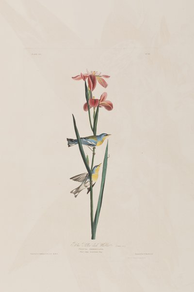 Ilustracja z „Birds of America” autorstwa John James Audubon