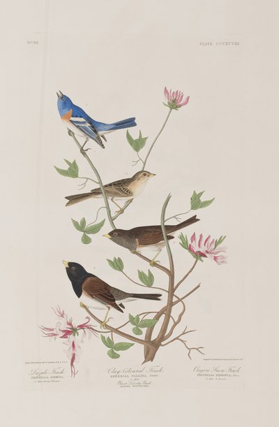 Ilustracja z „Birds of America” autorstwa John James Audubon