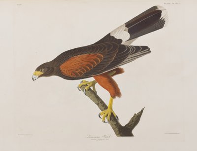 Ilustracja z „Birds of America” autorstwa John James Audubon