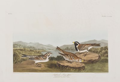 Ilustracja z „Birds of America” autorstwa John James Audubon