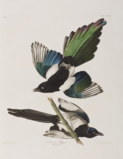 Ilustracja z „Birds of America” autorstwa John James Audubon