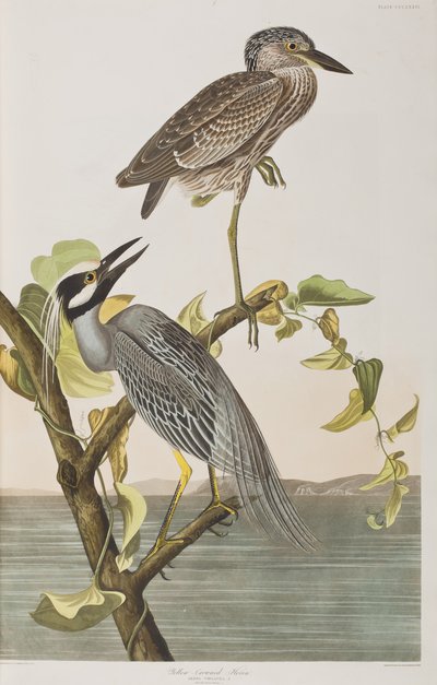 Ilustracja z „Birds of America” autorstwa John James Audubon