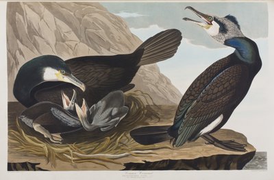 Ilustracja z "Ptaków Ameryki autorstwa John James Audubon