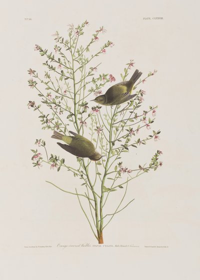 Ilustracja z „Birds of America” autorstwa John James Audubon