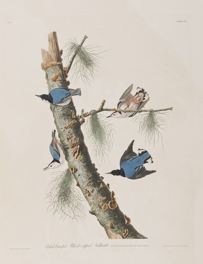 Ilustracja z „Birds of America” autorstwa John James Audubon