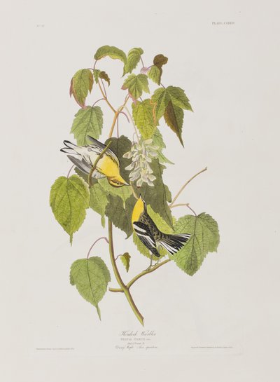 Ilustracja z „Birds of America” autorstwa John James Audubon