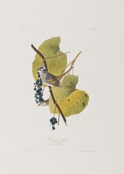 Ilustracja z „Birds of America” autorstwa John James Audubon