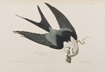 Ilustracja z „Birds of America” autorstwa John James Audubon