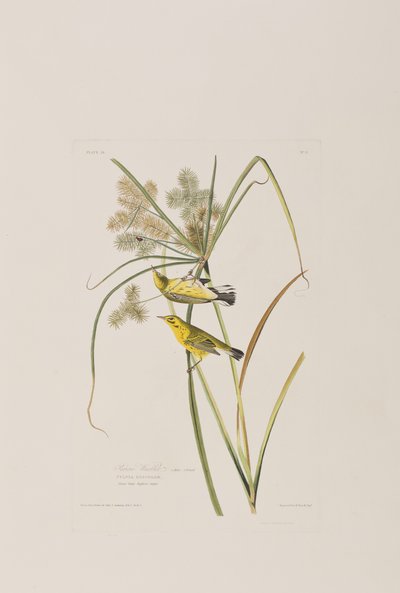 Ilustracja z „Birds of America” autorstwa John James Audubon