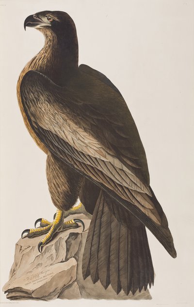 Ilustracja z „Birds of America” autorstwa John James Audubon
