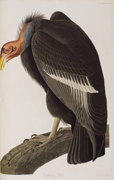 Ilustracja z „Birds of America” autorstwa John James Audubon