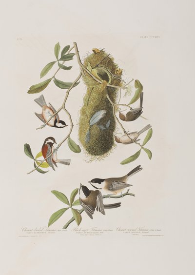 Ilustracja z „Birds of America” autorstwa John James Audubon