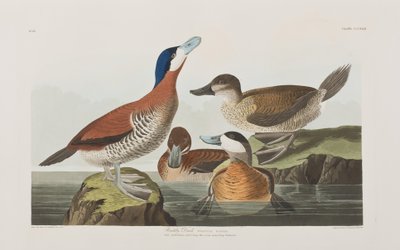 Ilustracja z „Birds of America” autorstwa John James Audubon