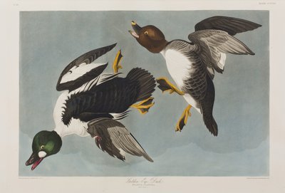 Ilustracja z „Birds of America” autorstwa John James Audubon
