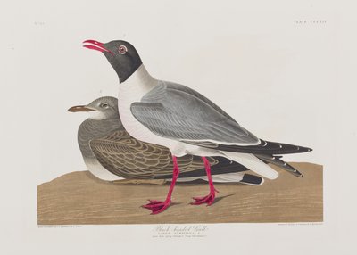 Ilustracja z „Birds of America” autorstwa John James Audubon