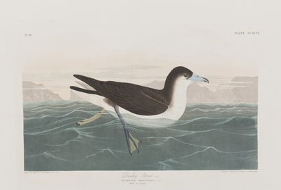 Ilustracja z „Birds of America” autorstwa John James Audubon