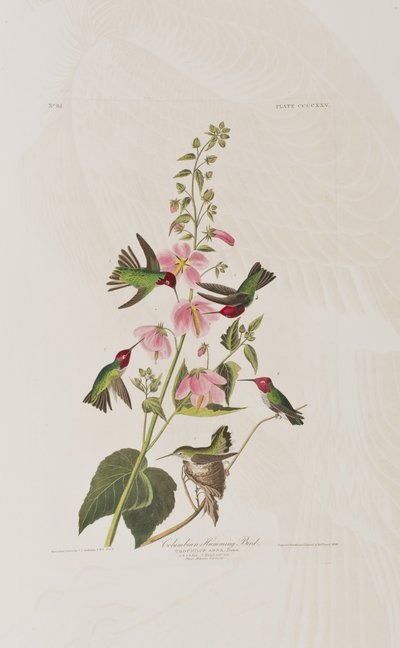 Ilustracja z „Birds of America” autorstwa John James Audubon