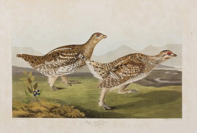 Ilustracja z „Birds of America” autorstwa John James Audubon