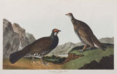 Ilustracja z „Birds of America” autorstwa John James Audubon
