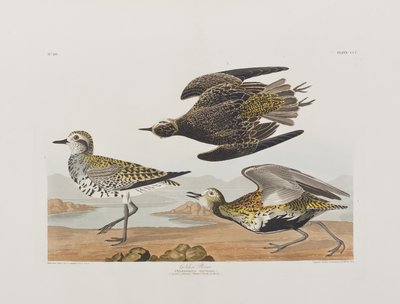 Ilustracja z „Birds of America” autorstwa John James Audubon