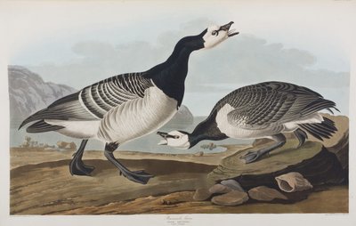 Ilustracja z „Birds of America” autorstwa John James Audubon
