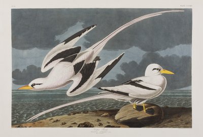 Ilustracja z „Birds of America” autorstwa John James Audubon