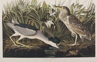 Ilustracja z „Birds of America” autorstwa John James Audubon