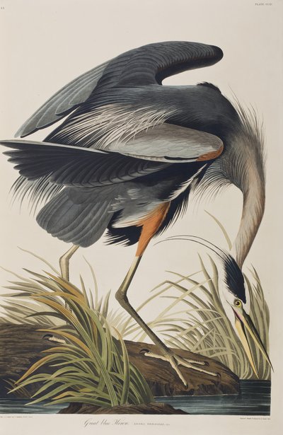 Ilustracja z "Ptaków Ameryki autorstwa John James Audubon