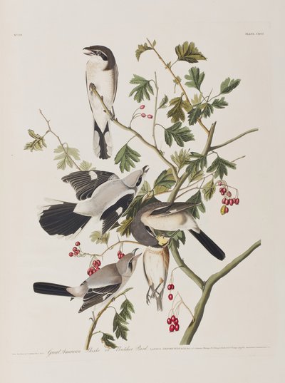Ilustracja z "Ptaków Ameryki autorstwa John James Audubon