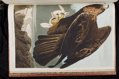 Ilustracja z „Birds of America” autorstwa John James Audubon