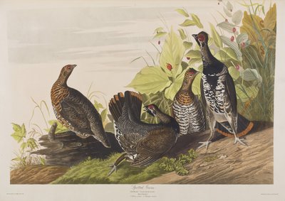 Ilustracja z „Birds of America” autorstwa John James Audubon