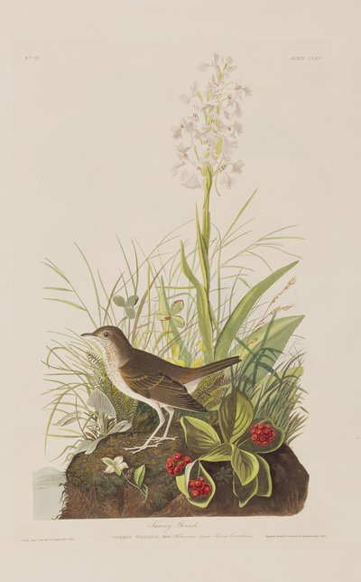 Ilustracja z „Birds of America” autorstwa John James Audubon