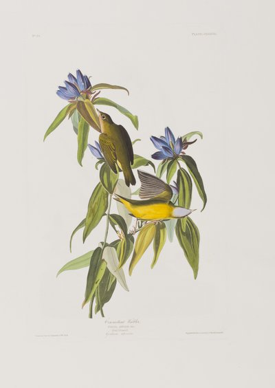 Ilustracja z „Birds of America” autorstwa John James Audubon